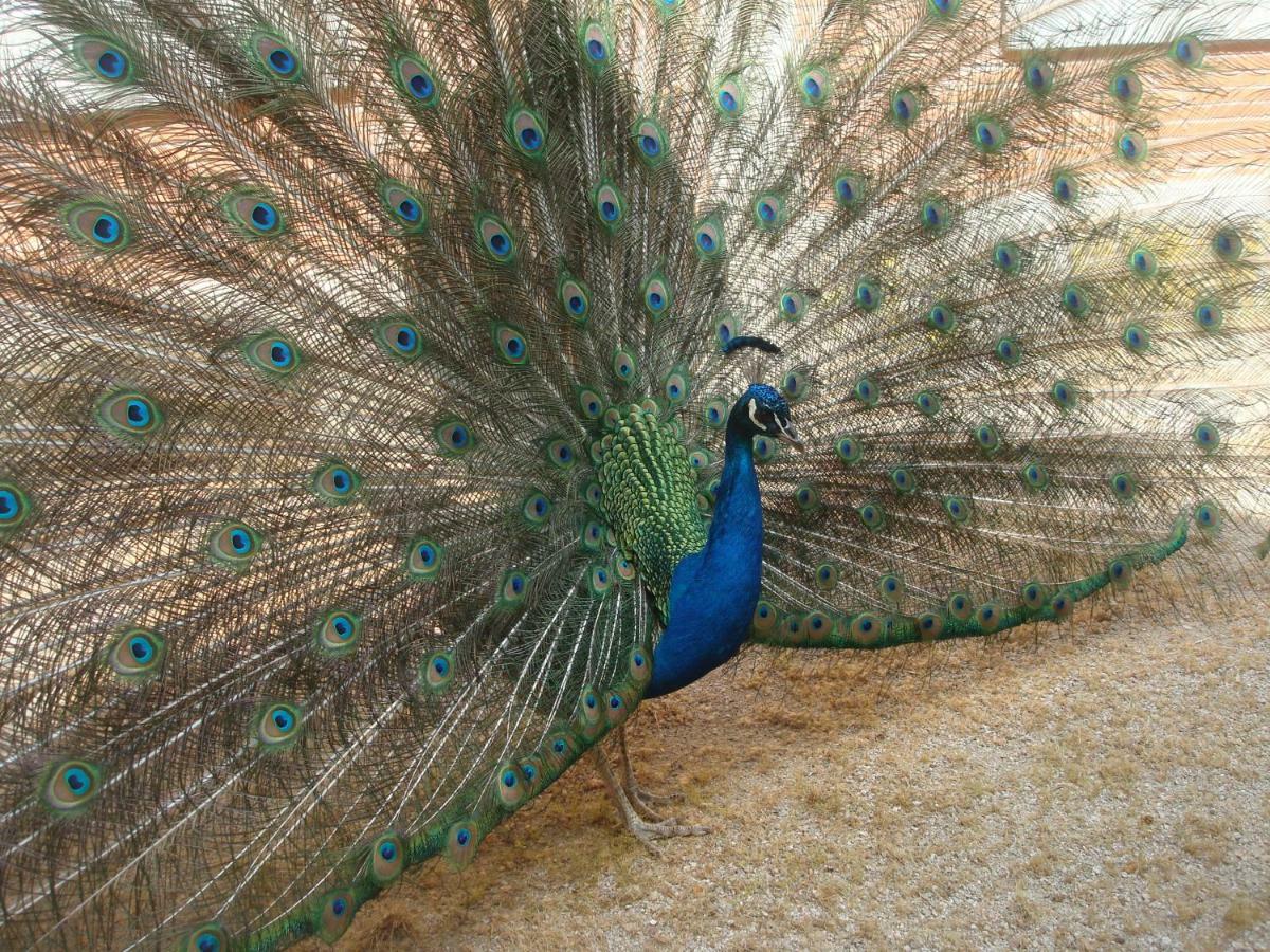 Posada De La Costurera De أرانخويث المظهر الخارجي الصورة